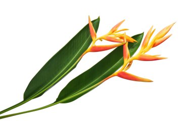 Yapraklı Heliconia psittacorum (Altın Meşale) çiçekleri, beyaz arka planda izole edilmiş tropikal çiçekler, kırpma yolu