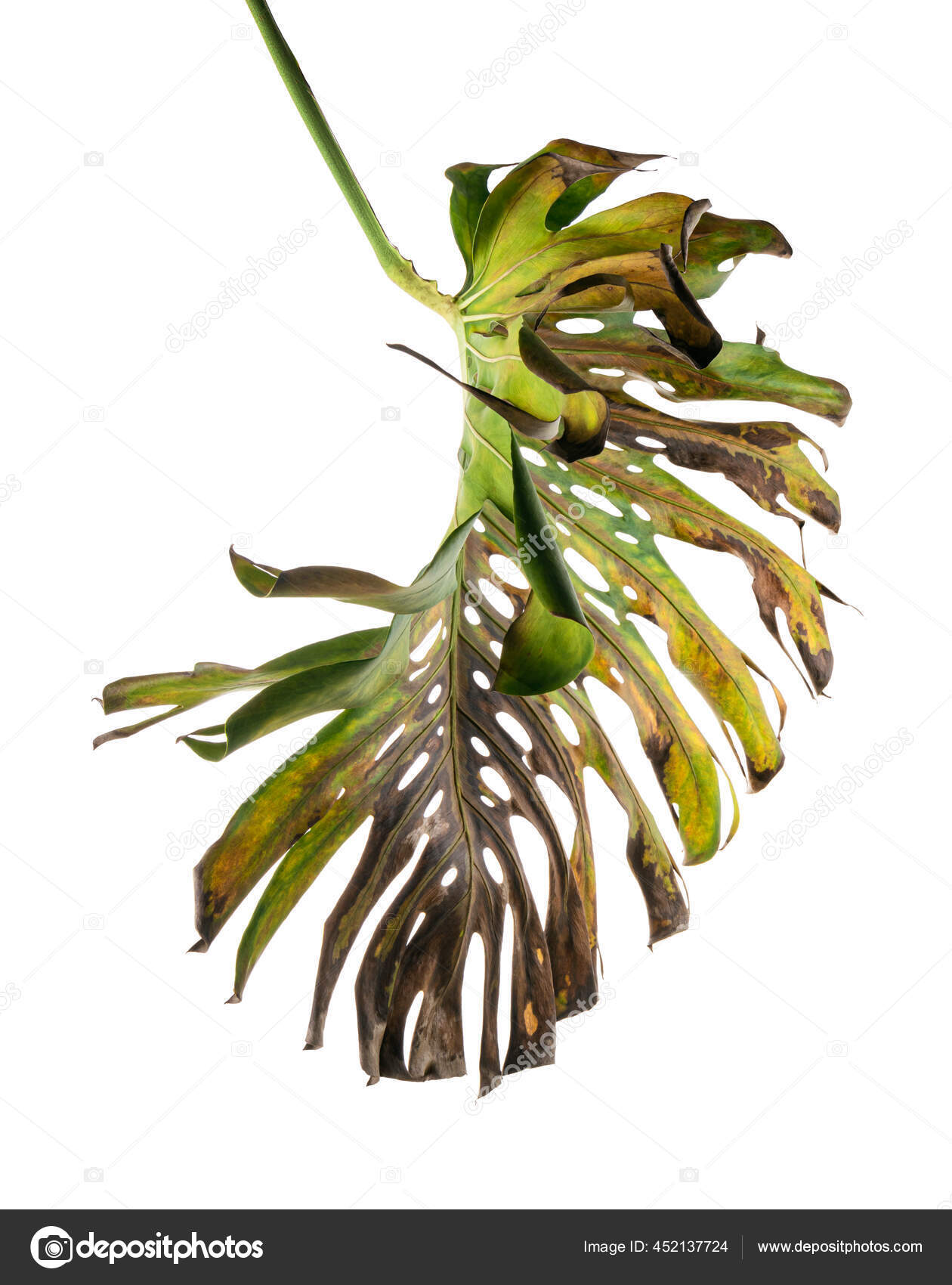 Giant Monstera Pictures Giant Monstera Stock Photos Images Depositphotos