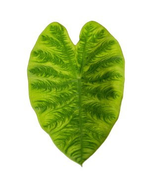 Colocasia esculenta yaprağı, Colocasia yaprağı, egzotik tropikal yaprak, kırpma yolu ile beyaz zemin üzerinde izole 