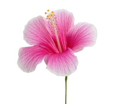 Hibiscus ya da gül çiçeği, beyaz arka planda izole tropikal pembe çiçek, kırpma yolu ile