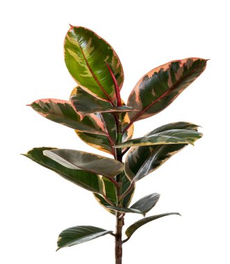 Değişik Hint Kauçuk bitkisi kesme yolu ile beyaz arkaplanda izole