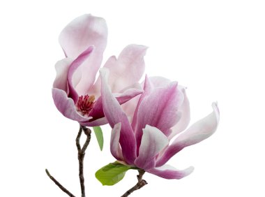 Yapraklı Magnolia liiflora çiçeği, beyaz arkaplanda izole edilmiş ve kırpma yolu olan Lily manolya çiçeği.