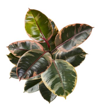 Değişik Hint Kauçuk bitkisi kesme yolu ile beyaz arkaplanda izole