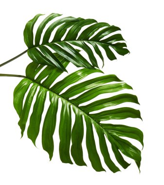 Monstera deliciosa yaprağı veya İsviçre peynir bitkisi, beyaz arka planda izole edilmiş, kırpma yolu ile                               