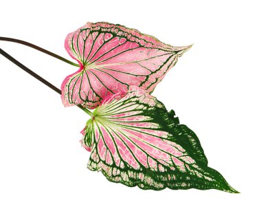 Pembe yapraklı ve yeşil damarlı Caladium bicolor, beyaz arka planda izole edilmiş pembe Caladium yaprağı, kırpma yolu 