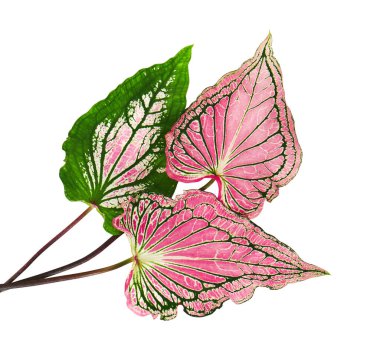 Pembe yapraklı ve yeşil damarlı Caladium bicolor, beyaz arka planda izole edilmiş pembe Caladium yaprağı, kırpma yolu 