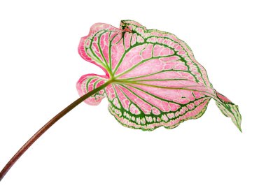 Pembe yapraklı ve yeşil damarlı Caladium bicolor, beyaz arka planda izole edilmiş pembe Caladium yaprağı, kırpma yolu 
