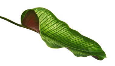Calathea ornata (ince çizgili Calathea) yaprakları, tropikal yapraklar beyaz arka planda izole edilmiş, kırpma yolu ile