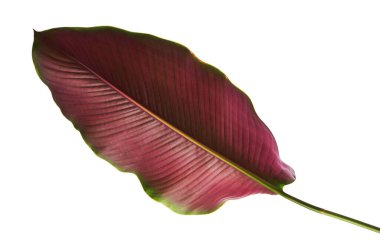 Calathea ornata (ince çizgili Calathea) yaprakları, tropikal yapraklar beyaz arka planda izole edilmiş, kırpma yolu ile