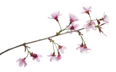 Prunus cerasoides çiçeği, vahşi Himalaya kiraz bitkileri, beyaz arka planda izole edilmiş. 