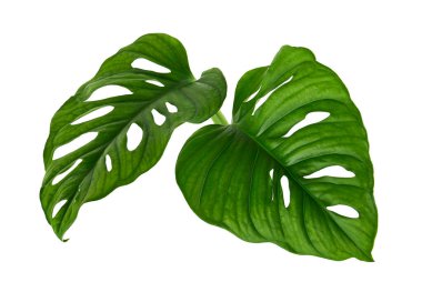 Monstera obqua yaprakları, tropikal yapraklar beyaz arka planda izole edilmiş, kırpma yolu ile