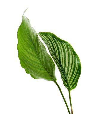 Calathea Vittata yaprakları, beyaz çizgili yeşil yaprak, beyaz arka planda izole tropikal yaprak, kırpma yolu ile