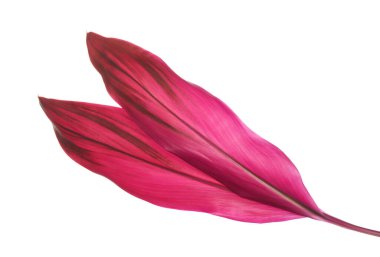 Ti bitkisi veya Cordyline fruticosa yaprakları, renkli yapraklar, egzotik tropikal yaprak, kırpma yolu ile beyaz arka planda izole                              