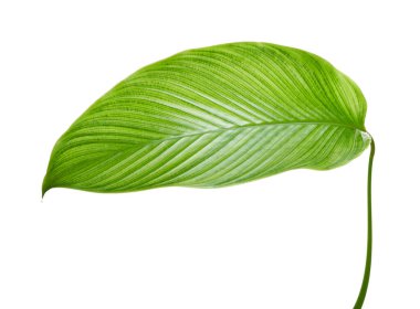 Calathea yaprağı, egzotik tropikal yaprak, büyük yeşil yaprak, kesme yolu ile beyaz arka planda izole