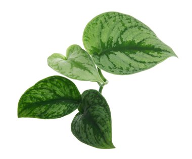 Scindapsus pictus yaprakları, saten Pothos bitkisi, beyaz arka planda izole edilmiş egzotik yapraklar, kırpma yolu ile 