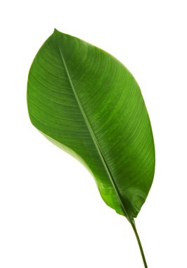 Strelitzia reginae, Heliconia, Tropikal yaprak, Cennet Kuşu yaprakları beyaz arka planda izole edilmiş, kırpma yolu ile 