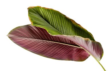 Calathea ornata (ince çizgili Calathea) yaprakları, tropikal yapraklar beyaz arka planda izole edilmiş, kırpma yolu ile                               