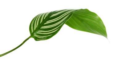 Ti bitkisi veya Cordyline fruticosa yaprakları, renkli yapraklar, egzotik tropikal yaprak, kırpma yolu ile beyaz arka planda izole                              