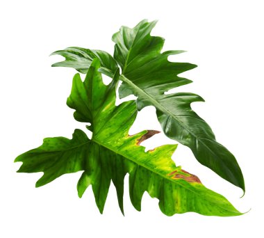 Egzotik Philodendron yaprağı, Philodendron 'un yeşil yaprakları beyaz arka planda izole edilmiş, kırpma yolu ile