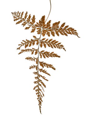 Eğreltiotu yaprağı, Sear eğreltiotu beyaz arka planda izole edilmiş, kırpma yolu ile