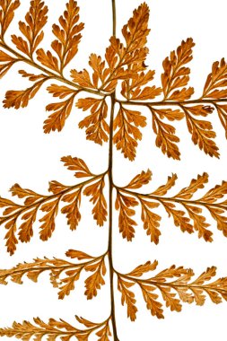 Eğreltiotu yaprağı, Sear eğreltiotu beyaz arka planda izole edilmiş, kırpma yolu ile