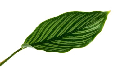 Ti bitkisi veya Cordyline fruticosa yaprakları, renkli yapraklar, egzotik tropikal yaprak, kırpma yolu ile beyaz arka planda izole                              