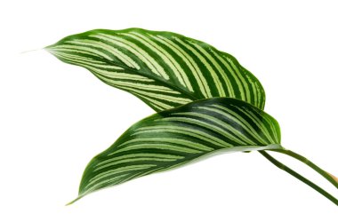 Ti bitkisi veya Cordyline fruticosa yaprakları, renkli yapraklar, egzotik tropikal yaprak, kırpma yolu ile beyaz arka planda izole                              