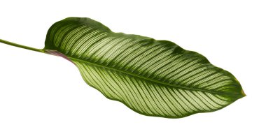 Calathea ornata (ince çizgili Calathea) yaprakları, tropikal yapraklar beyaz arka planda izole edilmiş, kırpma yolu ile                               