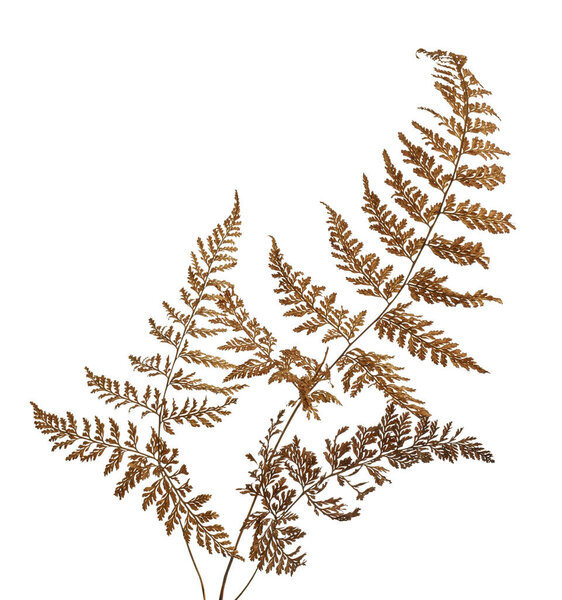 Fern leaf, Sear fern isolated on white background, with clipping path