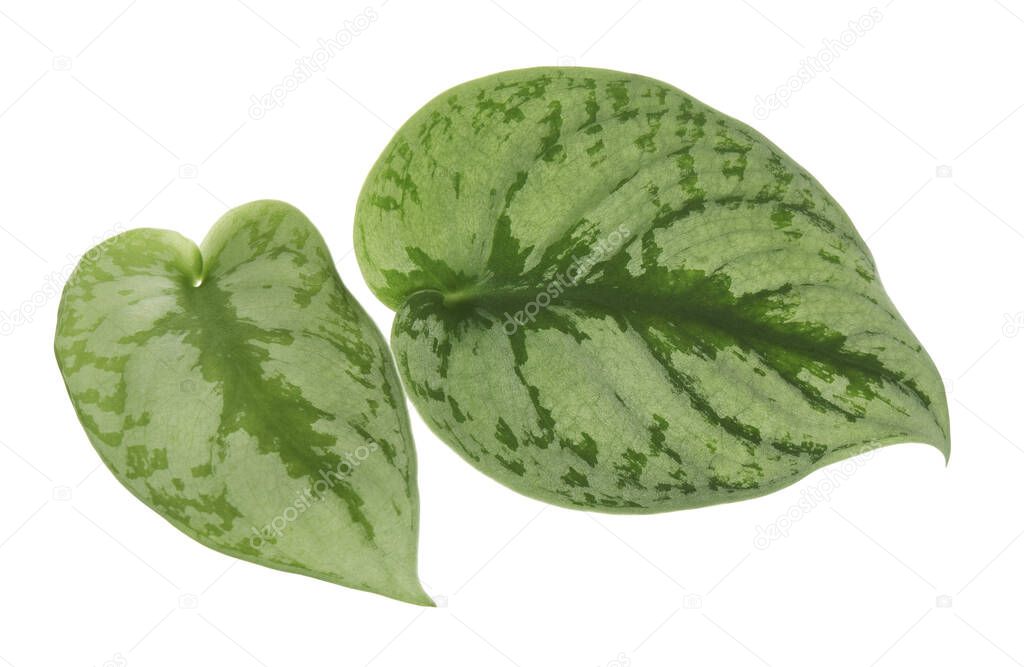 Scindapsus pictus leaves, Satin Pothos plant, Exotic foliage isolated on white background, with clipping path 