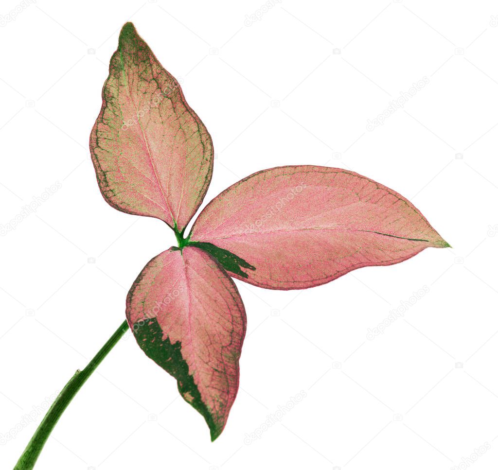Pink Syngonium podophyllum leaves, Pink arrowhead shaped foliage, Arrowhead Ivy isolated on white background, with clipping path                             