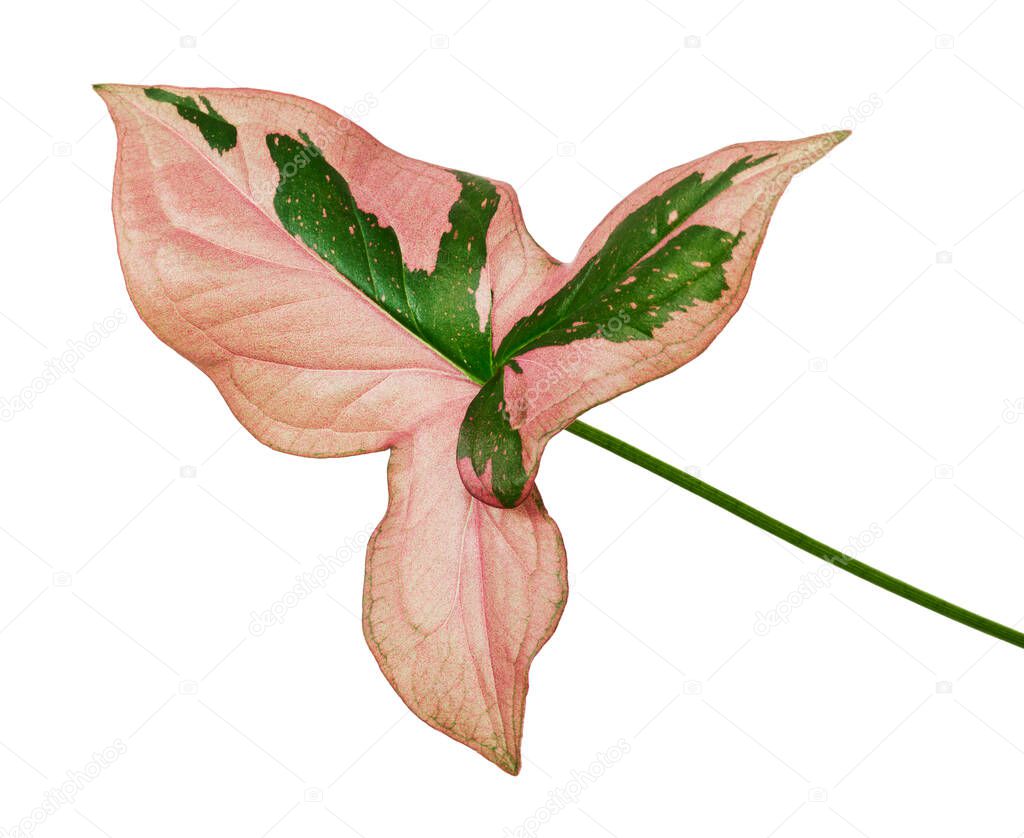 Pink Syngonium podophyllum leaves, Pink arrowhead shaped foliage, Arrowhead Ivy isolated on white background, with clipping path                             