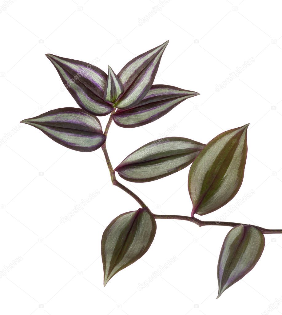 Tradescantia zebrina leaves, Inchplant foliage, Exotic tropical leaf, isolated on white background with clipping path                               