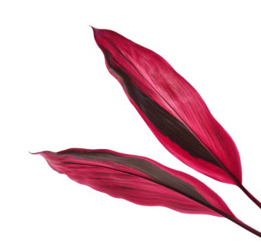 Ti bitkisi veya Cordyline fruticosa yaprakları, renkli yapraklar, egzotik tropikal yaprak, kırpma yolu ile beyaz arka planda izole