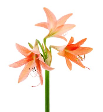 Hippeastrum ya da Amaryllis çiçeği, beyaz arkaplanda izole edilmiş turuncu amilis çiçeği, kırpma yolu ile 