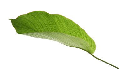 Calathea yaprağı, egzotik tropikal yaprak, büyük yeşil yaprak, kesme yolu ile beyaz arka planda izole                     
