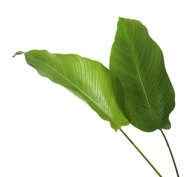 Calathea yaprağı, egzotik tropikal yaprak, büyük yeşil yaprak, kesme yolu ile beyaz arka planda izole                     