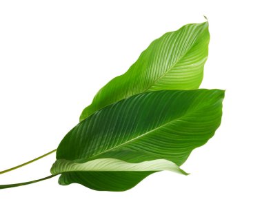 Calathea yaprağı, egzotik tropikal yaprak, büyük yeşil yaprak, kesme yolu ile beyaz arka planda izole                     