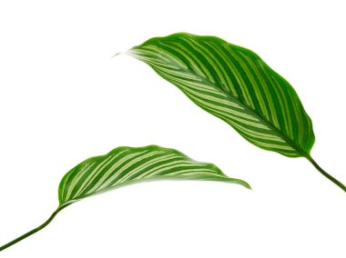 Calathea Vittata yaprakları, beyaz çizgili yeşil yaprak, beyaz arka planda izole tropikal yaprak, kırpma yolu ile 