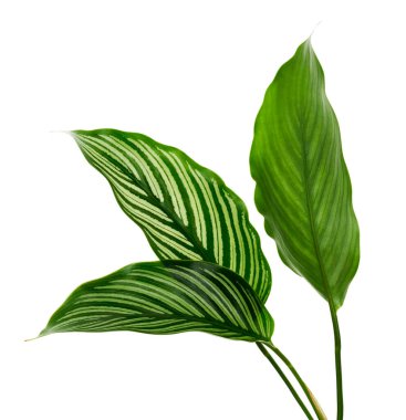 Calathea Vittata yaprakları, beyaz çizgili yeşil yaprak, beyaz arka planda izole tropikal yaprak, kırpma yolu ile 