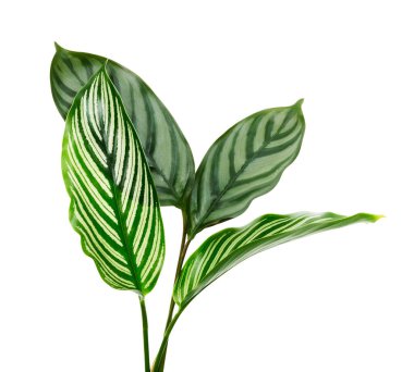 Calathea Vittata ve Calathea yaprakları, yeşil yapraklar, tropikal yapraklar beyaz arka planda izole edilmiş, kırpma yolu ile