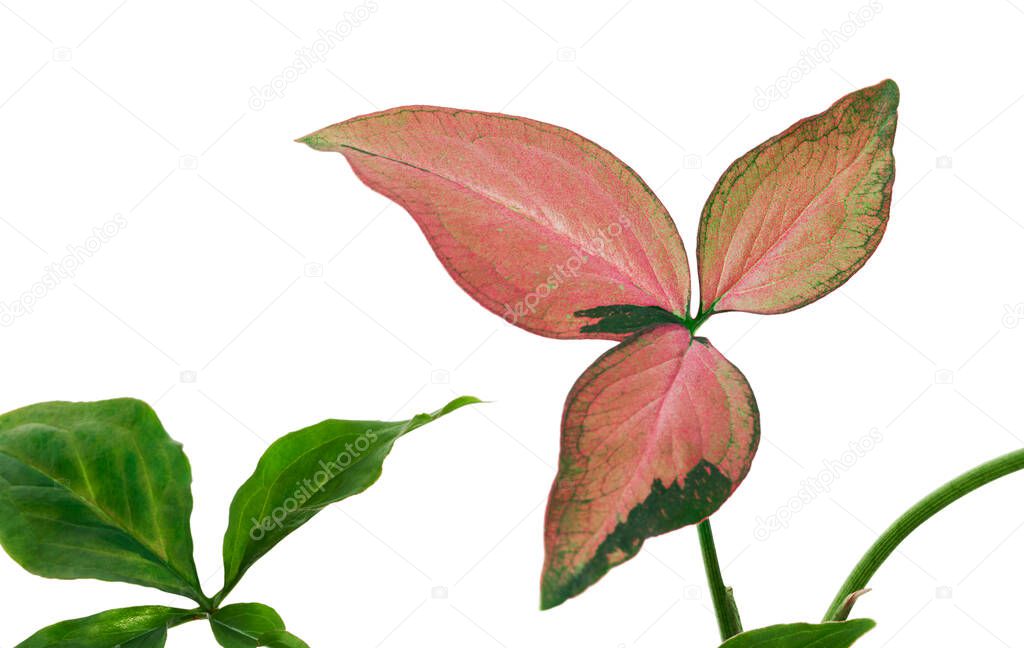Pink Syngonium podophyllum leaves, Pink arrowhead shaped foliage, Arrowhead Ivy isolated on white background, with clipping path