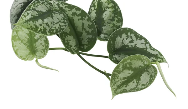 Scindapsus Pictus Leaves Satin Pothos Plant Exotic Foliage Isolated White — Stock Photo, Image