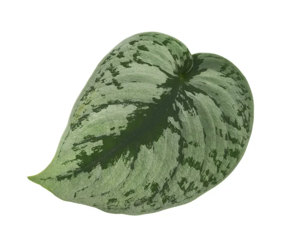 Sindapsus Pictusの葉 Satin Pothos植物 白い背景に隔離されたエキゾチックな葉 クリッピングパス — ストック写真