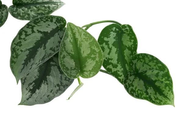 Scindapsus Pictus Levelek Satin Pothos Növény Egzotikus Lombozat Elszigetelt Fehér — Stock Fotó