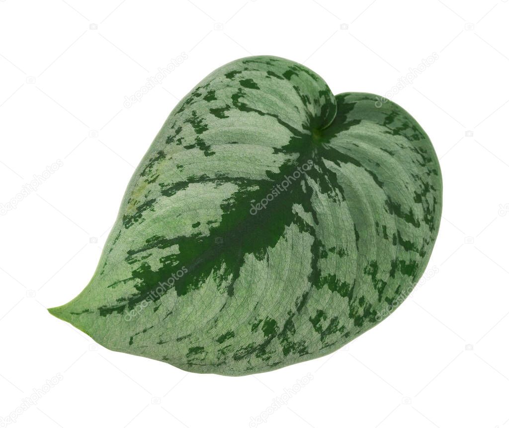 Scindapsus pictus leaves, Satin Pothos plant, Exotic foliage isolated on white background, with clipping path