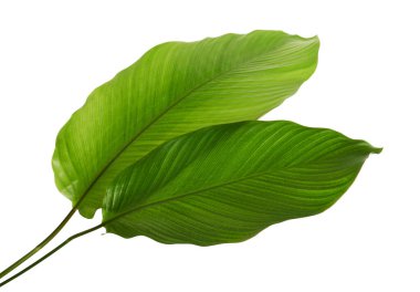 Calathea yaprağı, egzotik tropikal yaprak, büyük yeşil yaprak, kesme yolu ile beyaz arka planda izole  