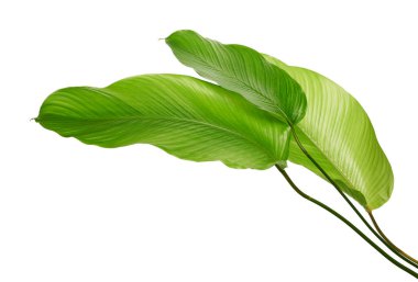 Calathea yaprağı, egzotik tropikal yaprak, büyük yeşil yaprak, kesme yolu ile beyaz arka planda izole  
