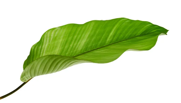 Calathea Blad Exotisch Tropisch Blad Groot Groen Blad Geïsoleerd Witte — Stockfoto