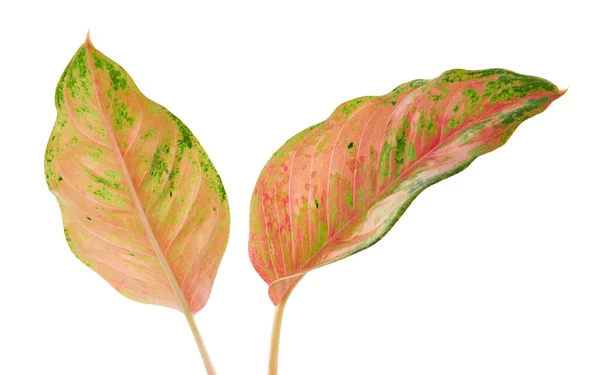 石榴叶 粉红石榴叶 异型热带叶 在白色背景下与剪枝路径隔离 — 图库照片